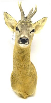 Lot 452 - Roe Deer (Capreolus capreolus), modern, shoulder mount, 7 points (abnormal), right antler 19cm,...