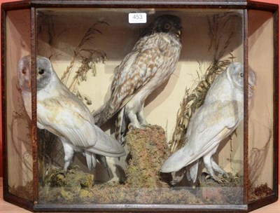 Lot 453 - A Victorian Case of Three Taxidermy Owls, circa 1880, comprising Short-Eared Owl and two Barn Owls