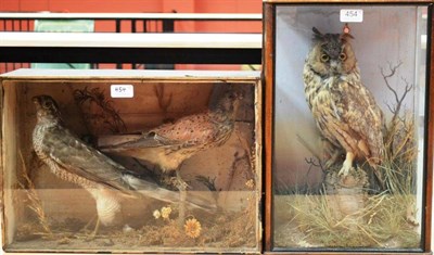 Lot 454 - Long-Eared Owl (Asio otis), circa 1910, full mount, perched on a cork tree stump amongst...