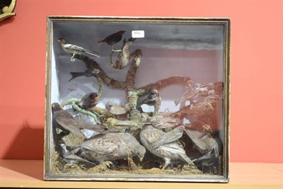 Lot 455 - Moorhen (Gallinula), circa 1890, a pair of full mounts, naturally mounted amongst twigs and leaves