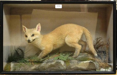 Lot 456 - Fox Cub, circa 1920, full mount, in hesitant pose amongst ferns and grasses on rocks, in a...