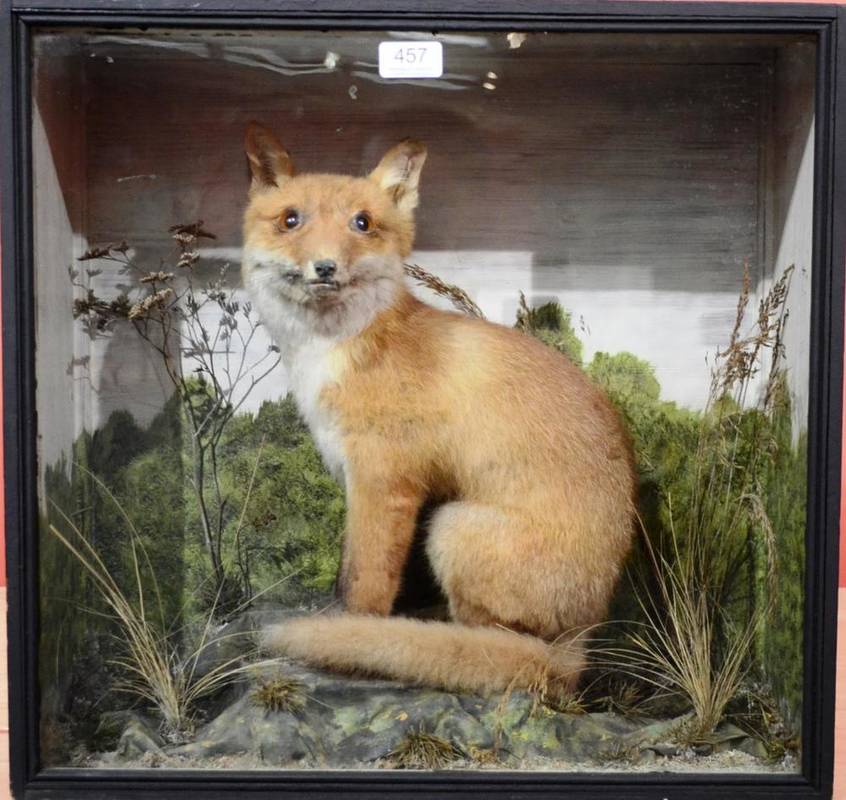 Lot 457 - Fox Cub, circa 1920, full mount, seated on its haunches looking left, on faux rocks and amongst...