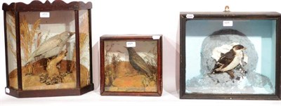 Lot 459 - Little Auk (Alle alle), circa 1920, full mount, perched on a rock effect cleft, in single glass...