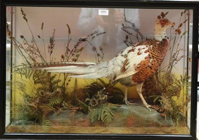 Lot 460 - Pheasant, circa 1910, part albino, standing amongst ferns and sedges, in a three-glass ebonised...