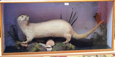 Lot 461 - Otter (Lutra lutra), circa 1920, full mount, on a faux river bank with boulders and branch...