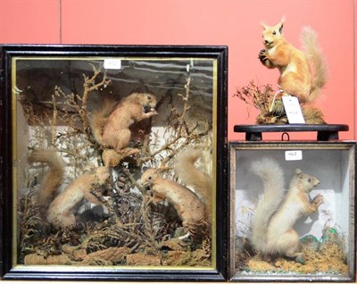 Lot 462 - A Group of Three Taxidermy Red Squirrels, circa 1890, amongst mossy branches and grasses, in a...