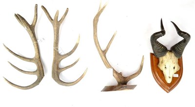 Lot 464 - Lichtenstein's Hartebeest (Alcelaphus lichtensteinii), circa 1920, horns on cut frontlet, on...