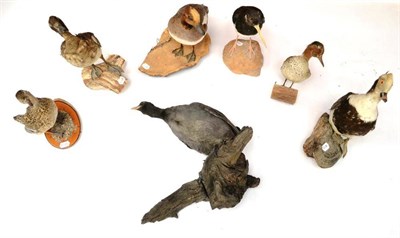 Lot 466 - A Group of Seven Ducks and Wading Birds, mainly circa 1950-80, including male and female Teal,...