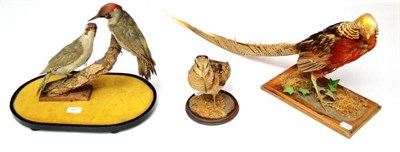 Lot 467 - Six Taxidermy Birds, including Pheasant, Gull, Magpie, two Green Woodpeckers (as one mount),...