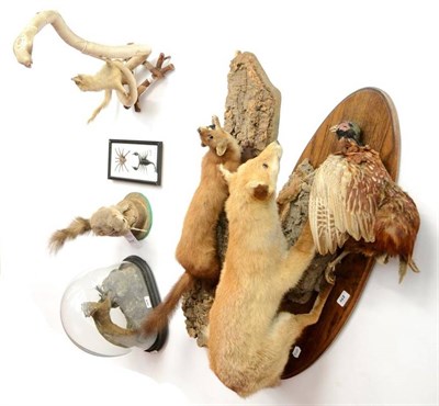 Lot 468 - A Group of Six Taxidermy Items, 19th/20th century, including full mount Stoat (beneath glass dome)