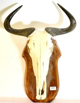 Lot 472 - Gnu (Connochaetes gnou), 20th century, horns on skull, on a wood shield