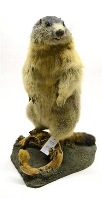 Lot 473 - Marmot (Marmota marmota), late 20th century, full mount, in alert standing pose on a mossy...