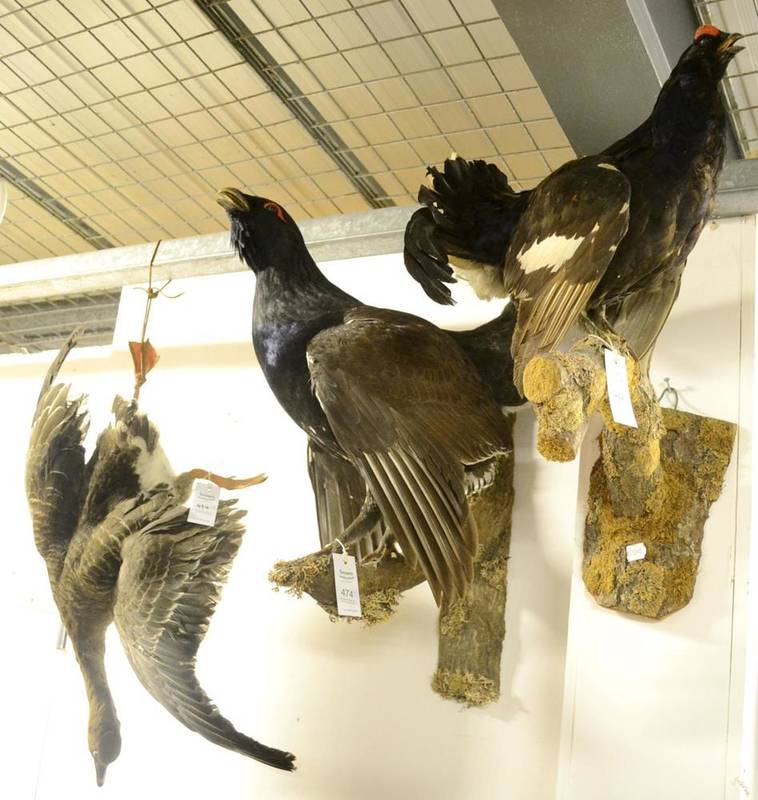 Lot 474 - European Capercaillie (Tetrao urogallus),