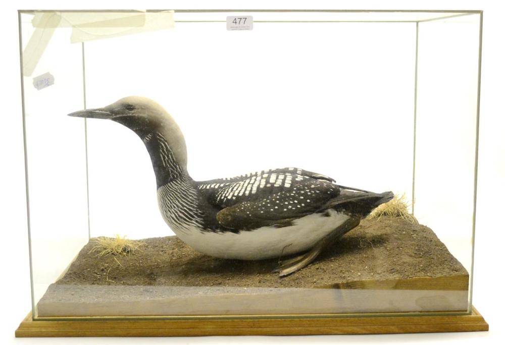 Lot 477 - Black-Throated Diver (Gavia arctica), by Peter Summers, circa 1968-9, full mount, posed on faux...