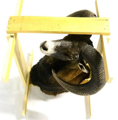 Lot 482 - Mouflon (Ovis aries), 2nd half 20th century, shoulder mount, right horn 64cm, left horn 70cm