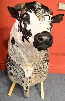 Lot 488 - Nguni Bull, modern, shoulder mount, with attractive mottled black/white coat and finely...