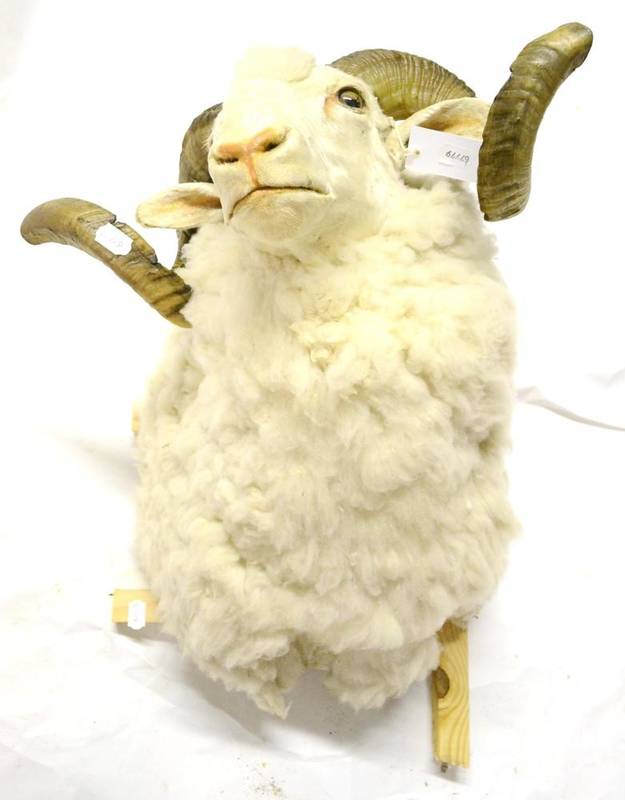 Lot 489 - Merino Sheep, modern, shoulder mount, with attractive coiled horns, 49cm from the wall