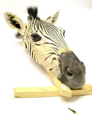 Lot 490 - Burchell's Zebra (Equus burchelli), flat-back head mount, 61cm long, 24cm from the wall