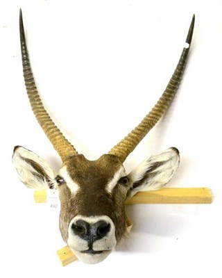 Lot 492 - Waterbuck (Kobus ellipsiprymnus), modern, head mount, right horn 79.5cm, left horn 75cm