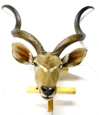 Lot 493 - Greater Kudu (Tragelaphus strepsiceros), modern, head mount