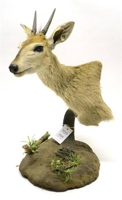 Lot 494 - Common Duiker (Sylvicapra grimmia), shoulder mount, turning to sinister, upheld on a Gnu horn...