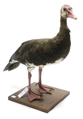 Lot 495 - Spur-Winged Goose (Plectropterus gambensis), modern, full mount, standing on a shaped circular...