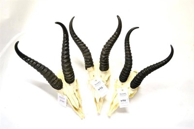 Lot 496 - Springbok (Antidorcas marsupialis), modern, horns on upper skulls (3 examples)