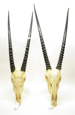 Lot 497 - Gemsbok Oryx (Oryx gazelle), modern, horns on upper skulls (2 examples), one right horn 81cm,...