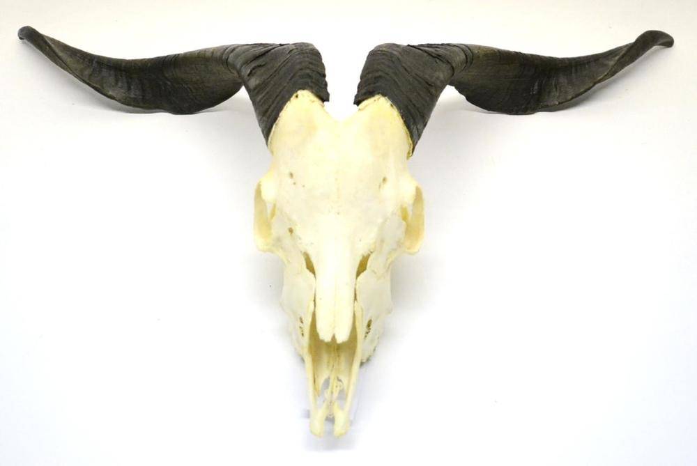 Lot 499 - Goat, horns on upper skull