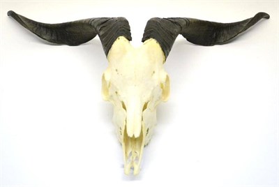 Lot 499 - Goat, horns on upper skull