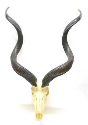 Lot 500 - Greater Kudu (Tragelaphus strepsiceros), horns on upper skull