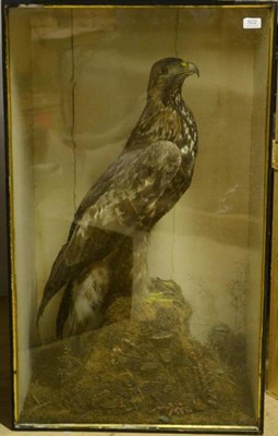 Lot 502 - Golden Eagle (Aquila chrysaetos), circa 1910, full mount, perched on a mossy and fungus strewn...