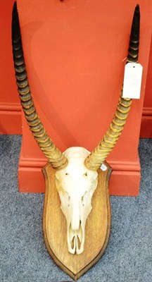 Lot 432A - Waterbuck (Kobus Ellipsiprymnus), circa 1930, horns on upper skull, attributed to Rowland Ward,...