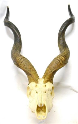 Lot 460A - Greater Kudu (Tragelaphus strepsiceros), horns on upper skull