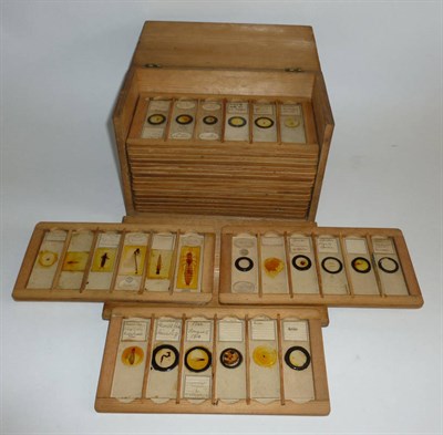 Lot 1024 - A Pine Box Containing Approximately Ninety Microscope Slides, mainly insect studies, some...