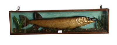 Lot 1 - Taxidermy: A Victorian Cased Pike (Esox lucius), preserved and mounted within a naturalistic...