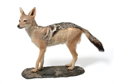 Lot 2 - Taxidermy: Black-Backed Jackal (Canis mesomelas), modern, full mount stood with head slightly...