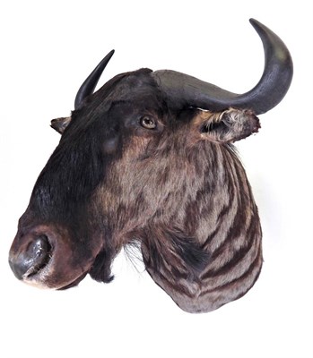 Lot 3 - Taxidermy: Blue Wildebeest (Connochaetes taurinus), modern, shoulder mount with head turning...