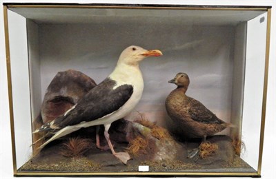 Lot 4 - Taxidermy: A Cased Great Black-Backed Seagull (Larus marinus) and a Female King Eider Duck...