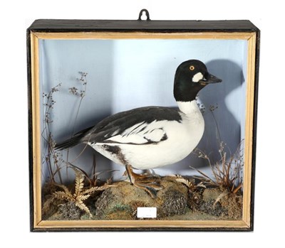 Lot 5 - Taxidermy: A Victorian Cased Goldeneye (Bucephala clangula), a full mount drake stood upon a...