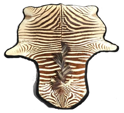 Lot 6 - Taxidermy: Hartmann's Mountain Zebra Skin (Equus zebra hartmanni), flat skin rug with limbs...