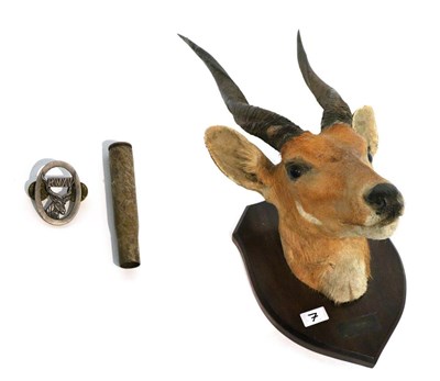 Lot 7 - Taxidermy: Masai Bushbuck (Tragehaphus scriptus) circa 1967 head mount on shield looking...