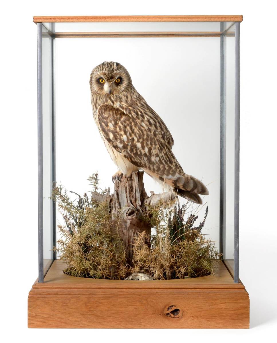 Lot 8 - Taxidermy: A Cased Short Eared Owl (Asio