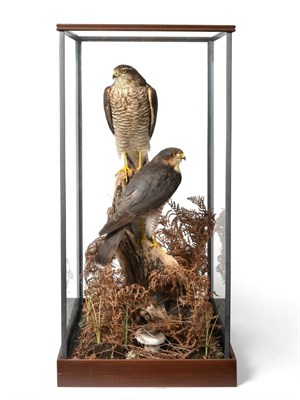 Lot 9 - Taxidermy: A Pair of Cased Sparrowhawks (Accipiter nisus), by Dave Hornbrook, circa 2011, a pair of