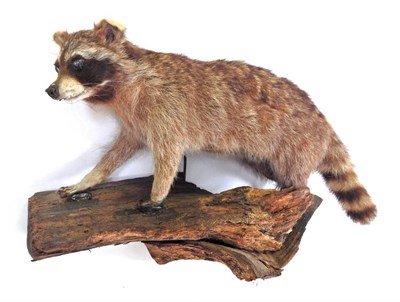 Lot 10 - Taxidermy: North American Racoon (Procyon lotor), circa late 20th century, full mount stood in...