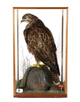 Lot 11 - Taxidermy: Common Buzzard (Buteo buteo), circa Sept 1987, by Slaters Taxidermy, Shaw,...