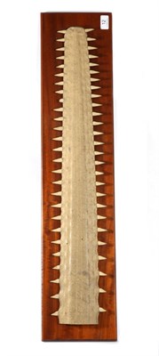 Lot 12 - Taxidermy: Sawfish Rostrum (Pristidae spp), circa early 20th century, mounted upon a mahogany...