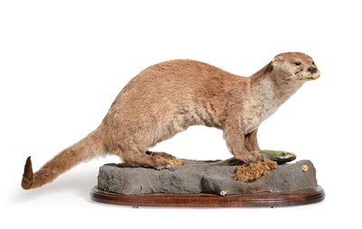 Lot 13 - Taxidermy: Otter (Lutra lutra), modern, full mount standing over a Trout prey, stood upon a...