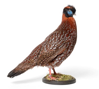 Lot 14 - Taxidermy: Temmincks Tragopan (Tragopan temminckii), modern, full mount bird with head turning...