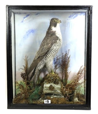 Lot 15 - Taxidermy: Peregrine Falcon (Falco peregrinus), late Victorian, by E.T.Clarke, Lowesmoor,...